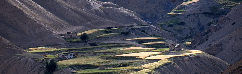 Terraces in Ladakh